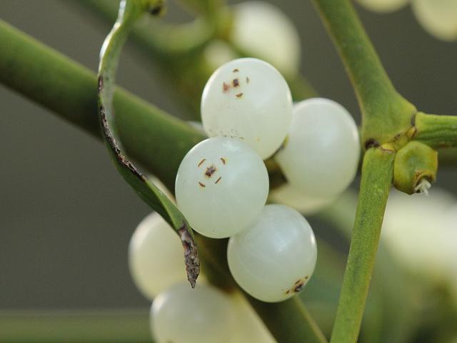 معرفی و راهنمای پرورش گیاهان زینتی فضای باز - دارواش
